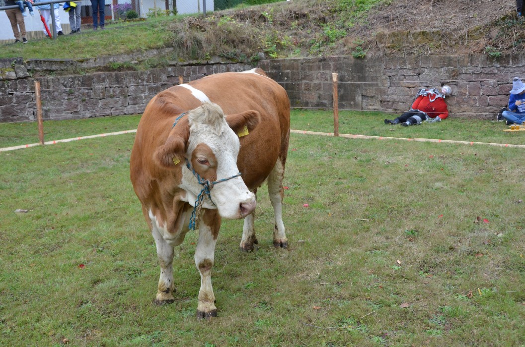 Wombach 700 Jahre - Bild 100