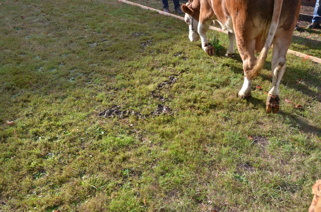 Wombach 700 Jahre - Bild 113