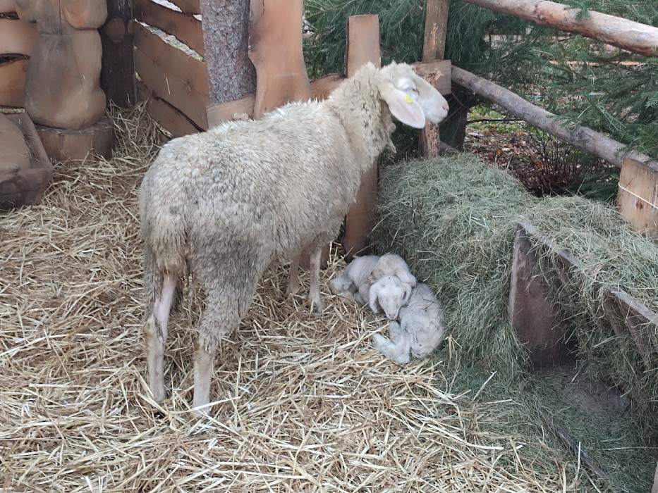 Weihnachtsmarkt in Wombach