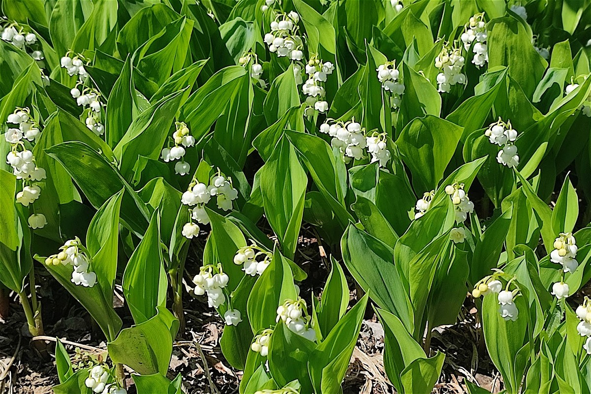 am 1. Mai - vergrößern