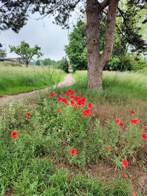 vergrößern vergrößern